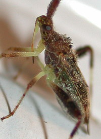 Clouded Plant Bug